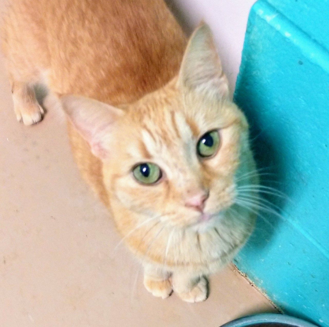 St. Lucie County Pet of the Week
